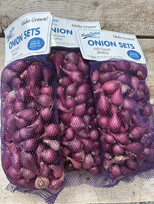 Three mesh bags of red onion sets, 100 bulbs each